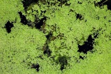 Blue Green Algae Blooms