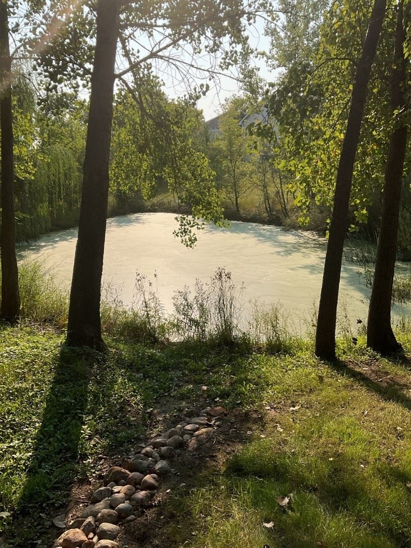 Green Slime on Stormwater Pond