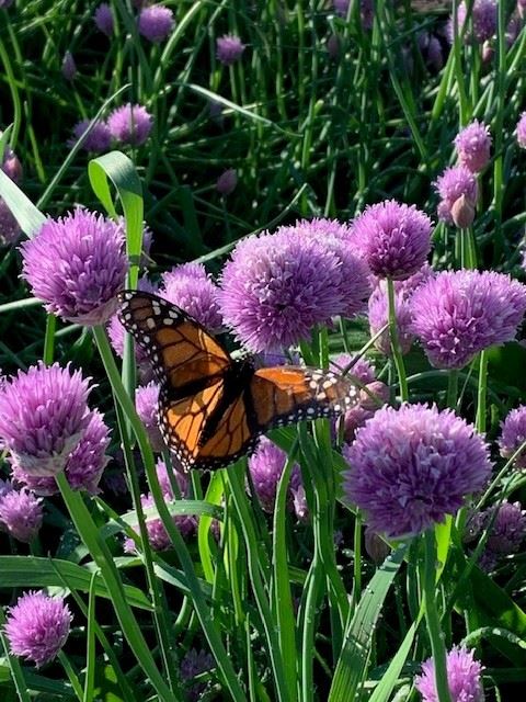 Chive Blossoms Pollinator