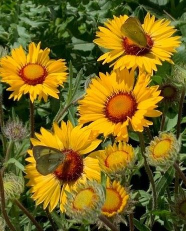 Sunflower Pollinator-cropped